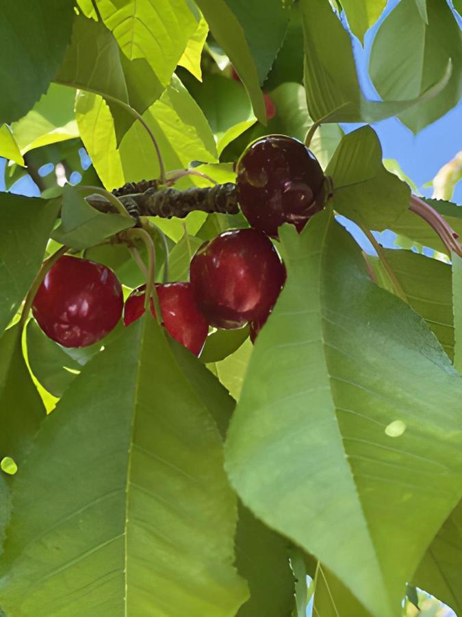 カルパントラ Gite Les Feuilles De Cheneヴィラ エクステリア 写真